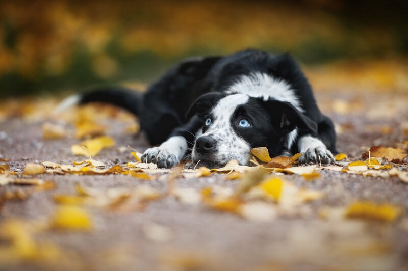 Waarom hebben Border Collies blauwe ogen? Alles Over Collies