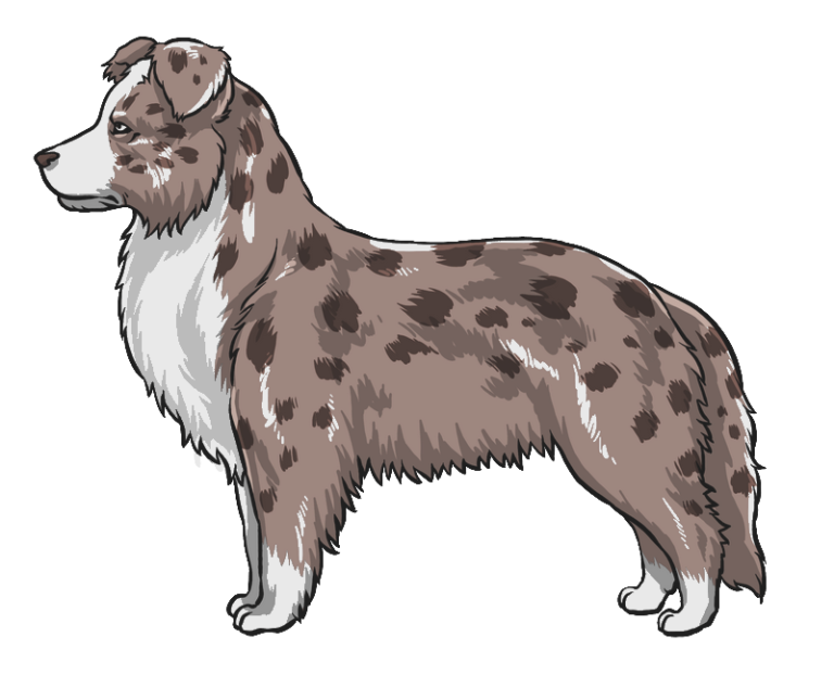 Red Merle Australian Shepherd (foto's) Alles Over Collies