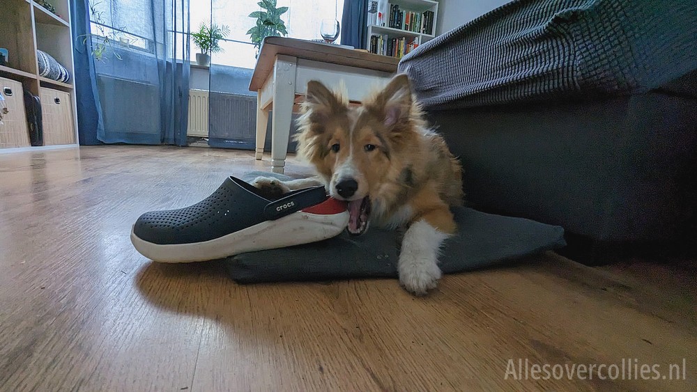 puppy kauwen op schoenen